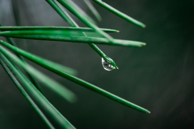 春雨过后，大自然松针上的露珠