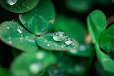 春雨过后三叶草上晶莹剔透的露珠