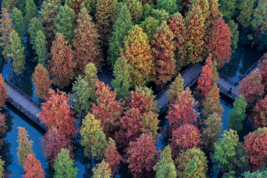 江苏常州翠竹公园池衫秋色