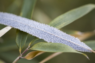 节气霜花冰粒霜降天气特写