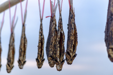 冬天阳光下被太阳照射的风干腊鱼食物