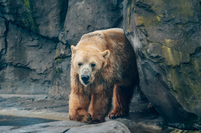 北极熊在石头下行走
