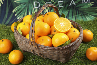 绿色草坪上放着一篮子爱媛果冻橙
