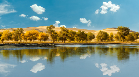 中国新疆罗布人村寨的胡杨林秋色