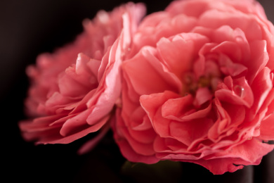 盛开的红色的鲜花月季花头特写