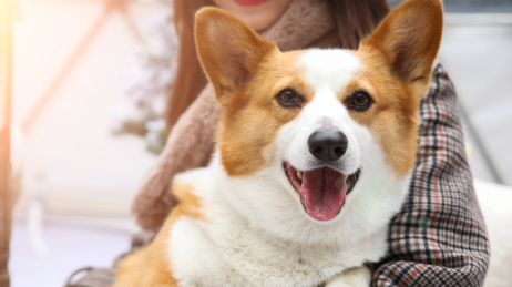 一只柯基宠物小狗被主人抱在怀里