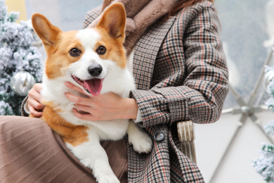 一名美女抱着一只柯基宠物小狗玩耍