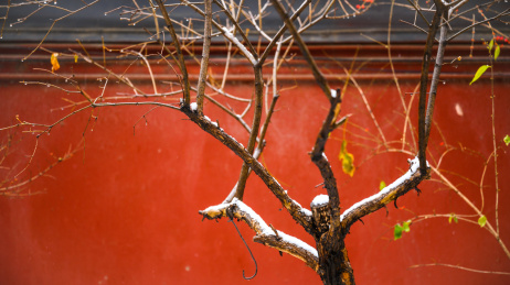 下雪后红墙前落满白雪的树枝