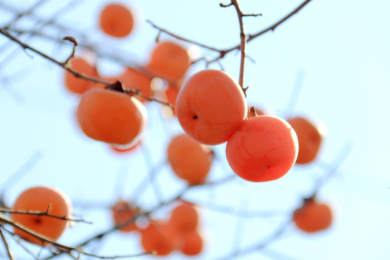 柿子林中挂着黄色果实柿子树