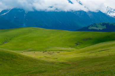 中国新疆伊犁哈萨克自治州喀拉峻草原夏季风光