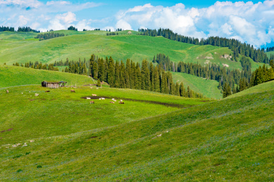 中国新疆伊犁哈萨克自治州喀拉峻草原夏季风光