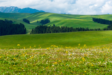 中国新疆伊犁哈萨克自治州喀拉峻草原夏季风光