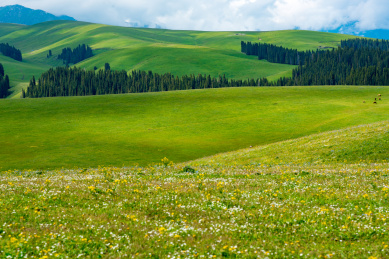 中国新疆喀拉峻草原和琼库什台的夏季风光