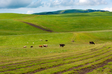 中国新疆伊犁哈萨克自治州喀拉峻草原夏季风光