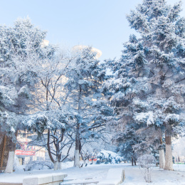 吉林市松花江畔美丽洁白的雾凇