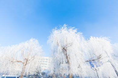 吉林市松花江畔美丽洁白的雾凇