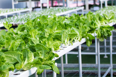 蔬菜无土栽培技术