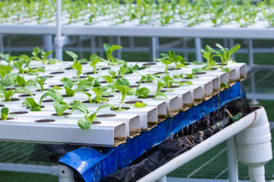 蔬菜无土栽培技术