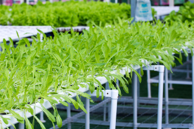 蔬菜无土栽培技术