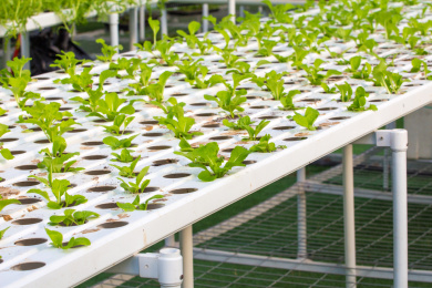 蔬菜无土栽培技术