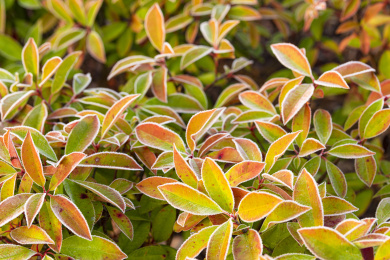 初冬公园里挂满白霜的树叶