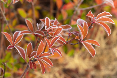 初冬公园里挂满白霜的树叶