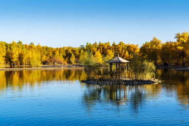 甘肃酒泉金塔胡杨林秋季湖边金色胡杨