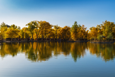 甘肃酒泉金塔胡杨林秋季湖边金色胡杨