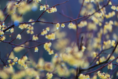 雨中盛开的美丽腊梅花。