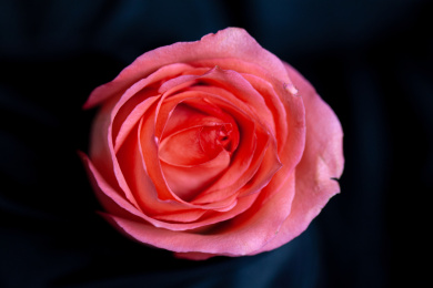 情人节美丽的鲜花粉色玫瑰花特写