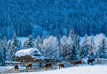 中国新疆禾木村