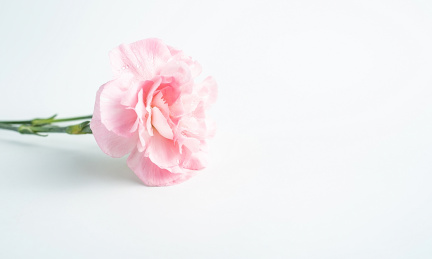 白背景上的康乃馨花朵   