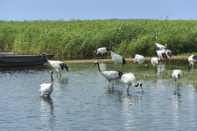 中国扎龙自然保护区的丹顶鹤