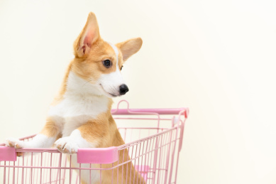 小柯基趴在购物车里看外面