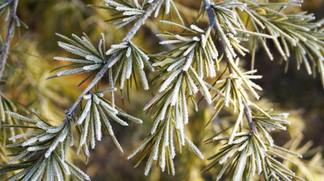 北方清晨的松树