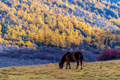中国四川省甘孜州稻城亚丁洛绒牛场