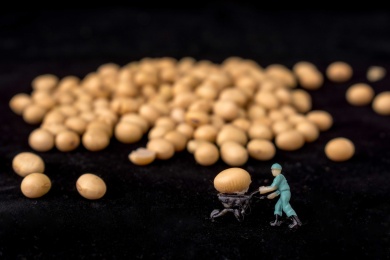 一个正在用小推车推黄豆的工人