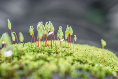 春天在苔藓上生长的嫩芽