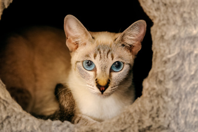 动物宠物猫舍猫咪