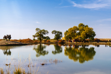 内蒙额济纳旗秋天沙漠河岸胡杨风光