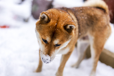 白色的雪地一只柴犬狗狗在奔跑跳跃