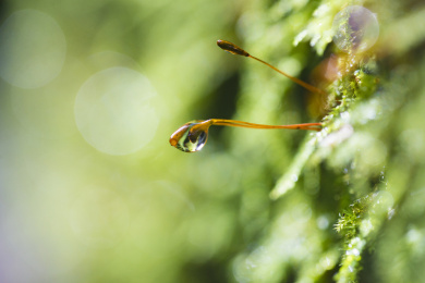 绿色背景下挂着水珠的苔藓植物特写