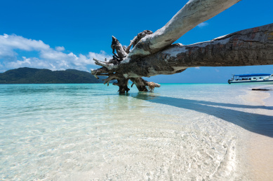 马来西亚仙本那海面枯萎灌木树干