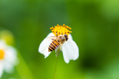 正在采花粉的蜜蜂