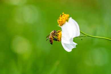 正在采花粉的蜜蜂