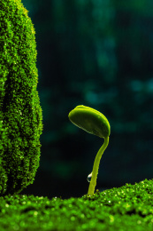雨水中萌芽的植物