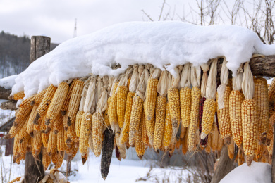 中国黑龙江五常市雪谷冬季晒玉米特写