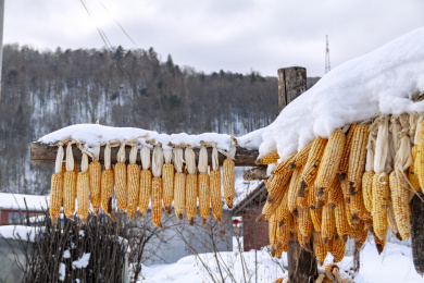 中国黑龙江五常市雪谷冬季晒玉米特写