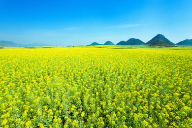 中国云南省罗平县春天盛开的油菜花 