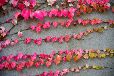 秋冬季节墙上红色的爬山虎